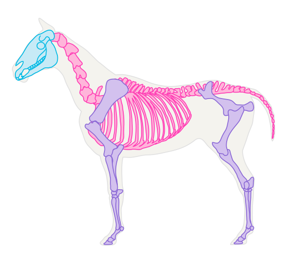 drawinghorse_1-1_skeleton