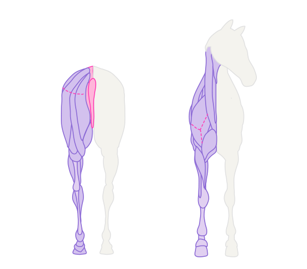 drawinghorse_3-2_muscles_back_front