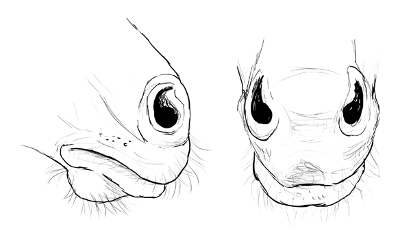 drawinghorse_8-2_lips