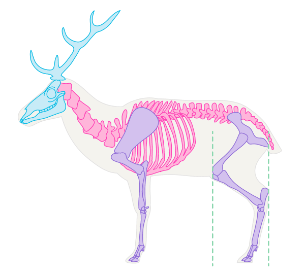 drawingdeer-1-1-skeleton