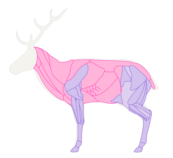 drawingdeer-2-2-deer-muscles