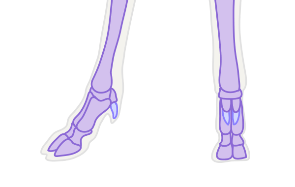 drawingdeer-3-1-deer-hoof-bones