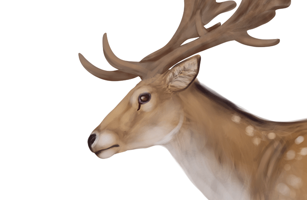drawingdeer-5-7-fallow-deer-head-details