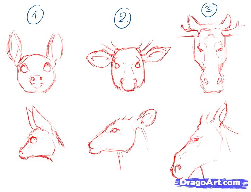 how-to-draw-deer-drawing-deer-step-3_1_000000104063_5