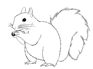 Draw Squirrel (8)