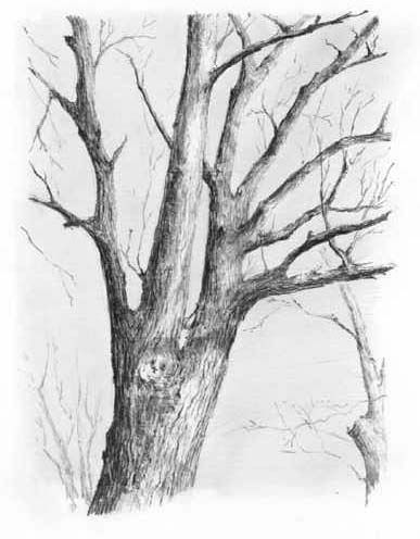 how to draw tree tutorial
