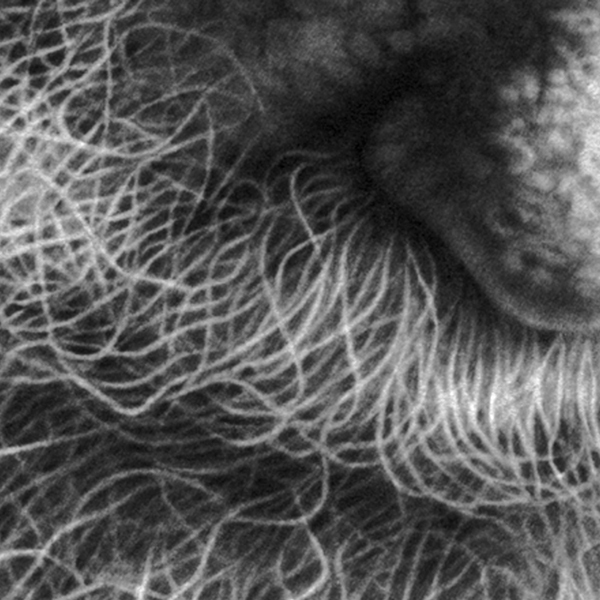 DS008-White-Beard-Photo-Reference (1)
